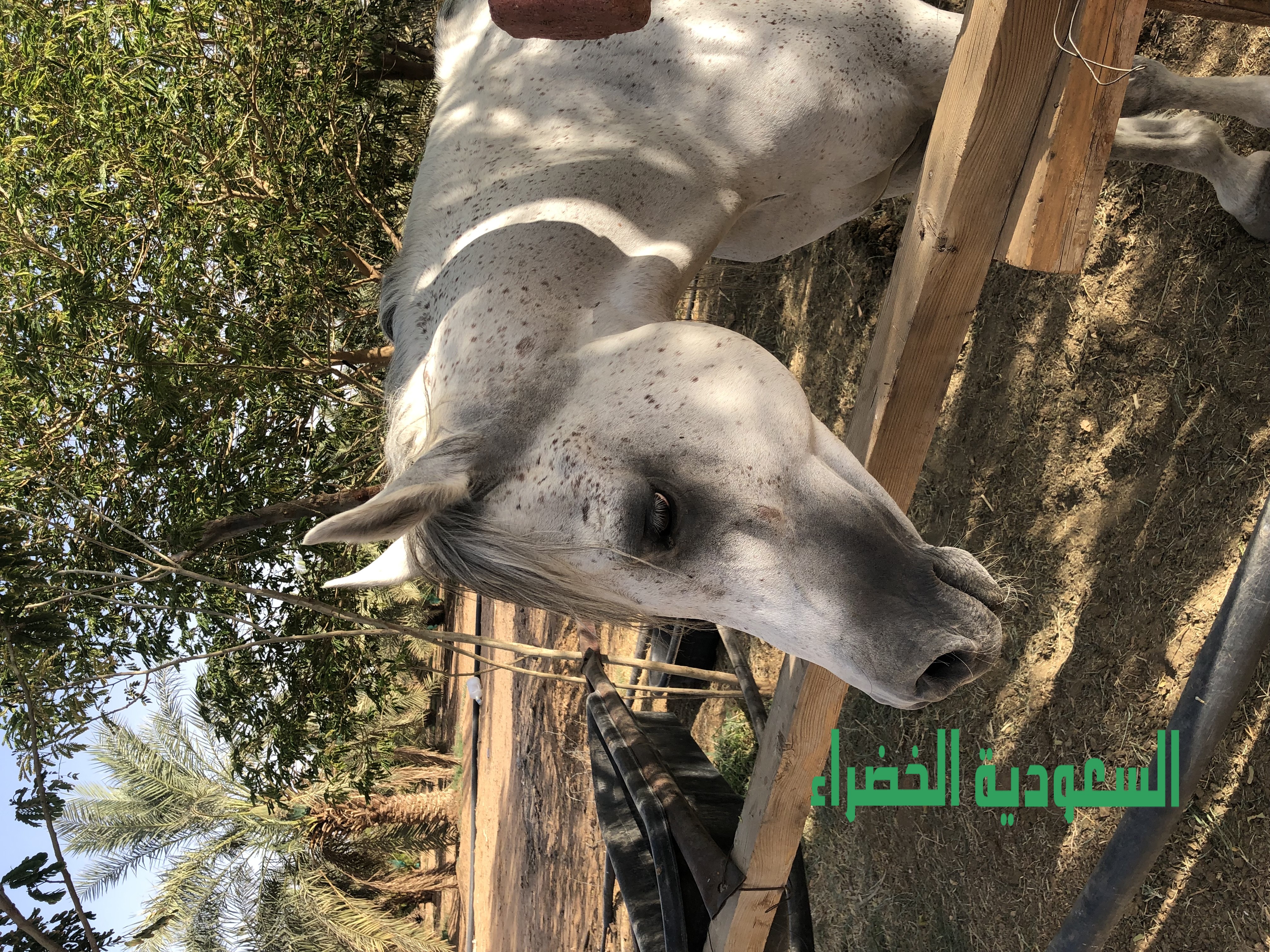 للبيع حصان اشعل