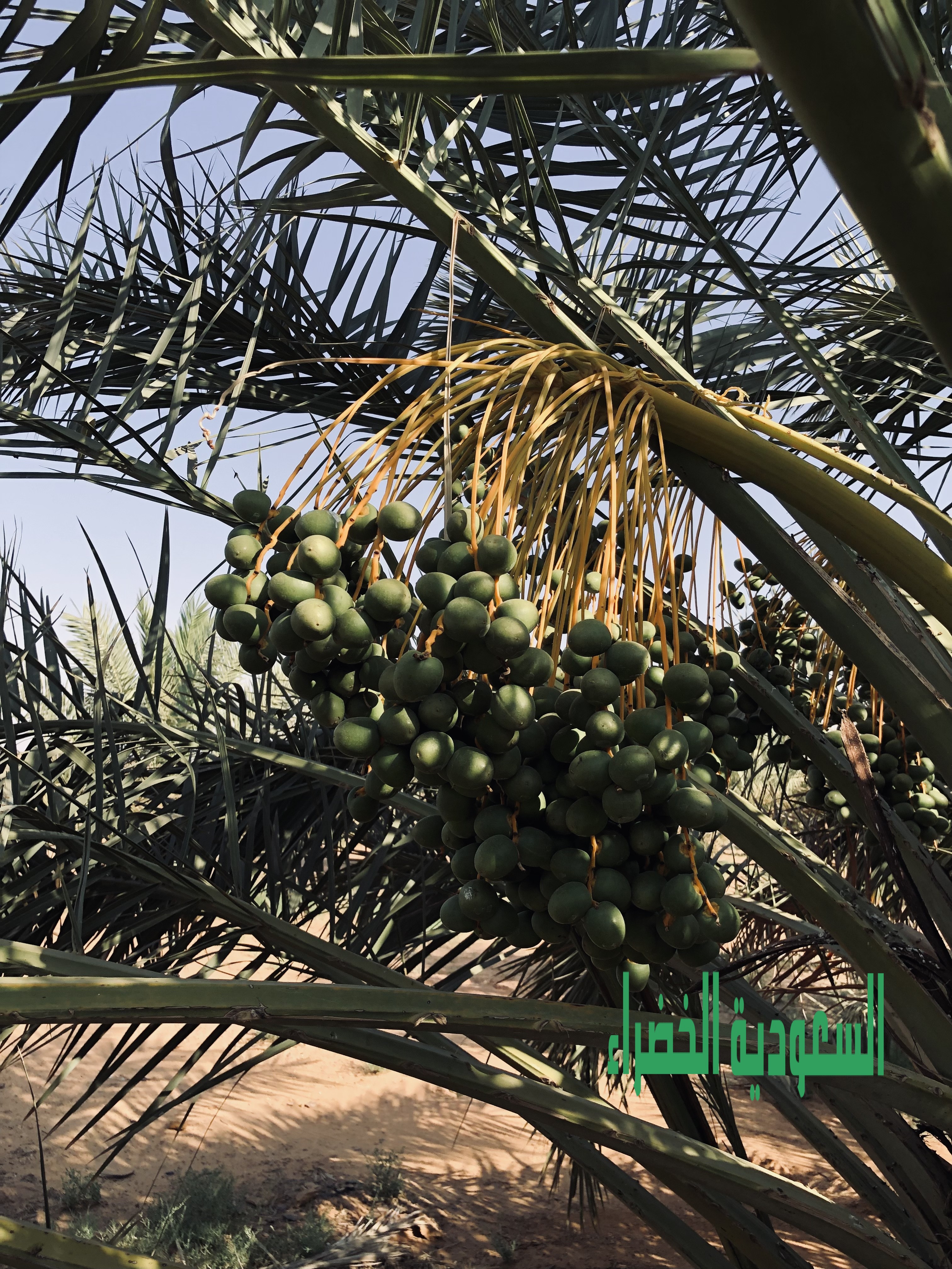 للبيع ثمر نخل بالقصيم