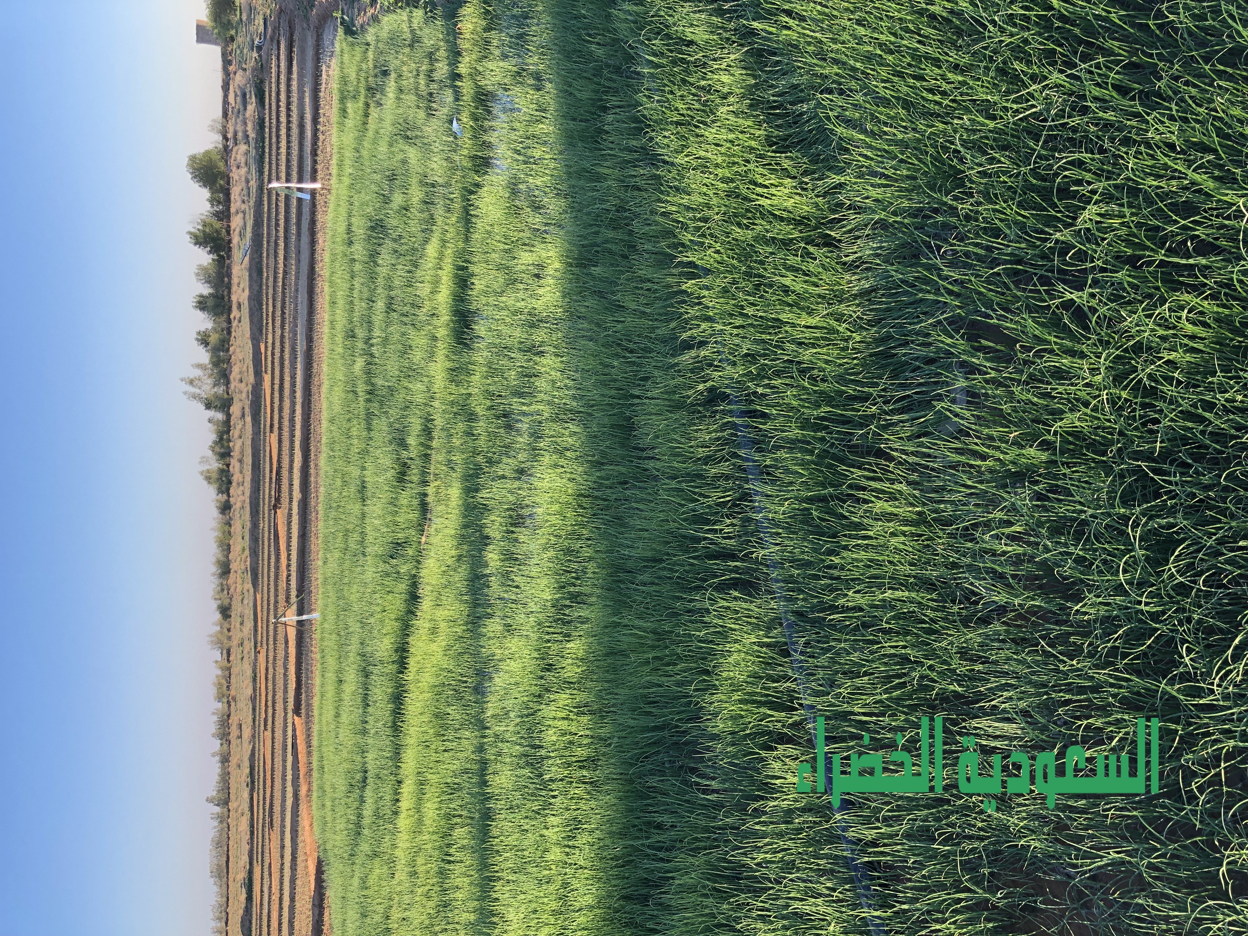 للبيع شتلات بصل يماني