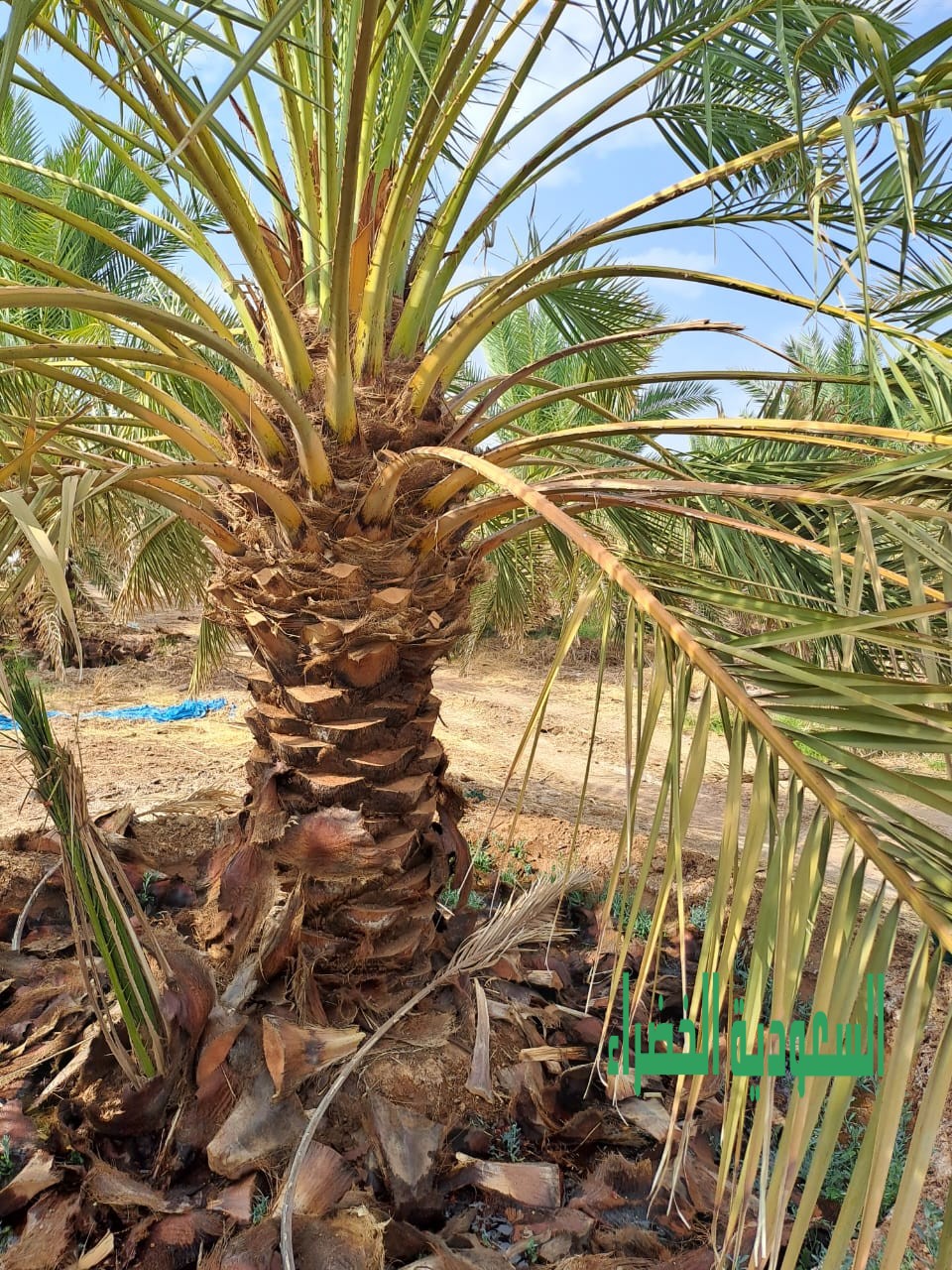 مقاول شبوك المزارع بجميع انوعهاء