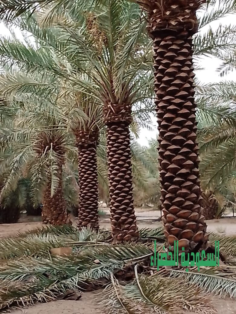 مقاول شبوك المزارع بجميع انوعهاء