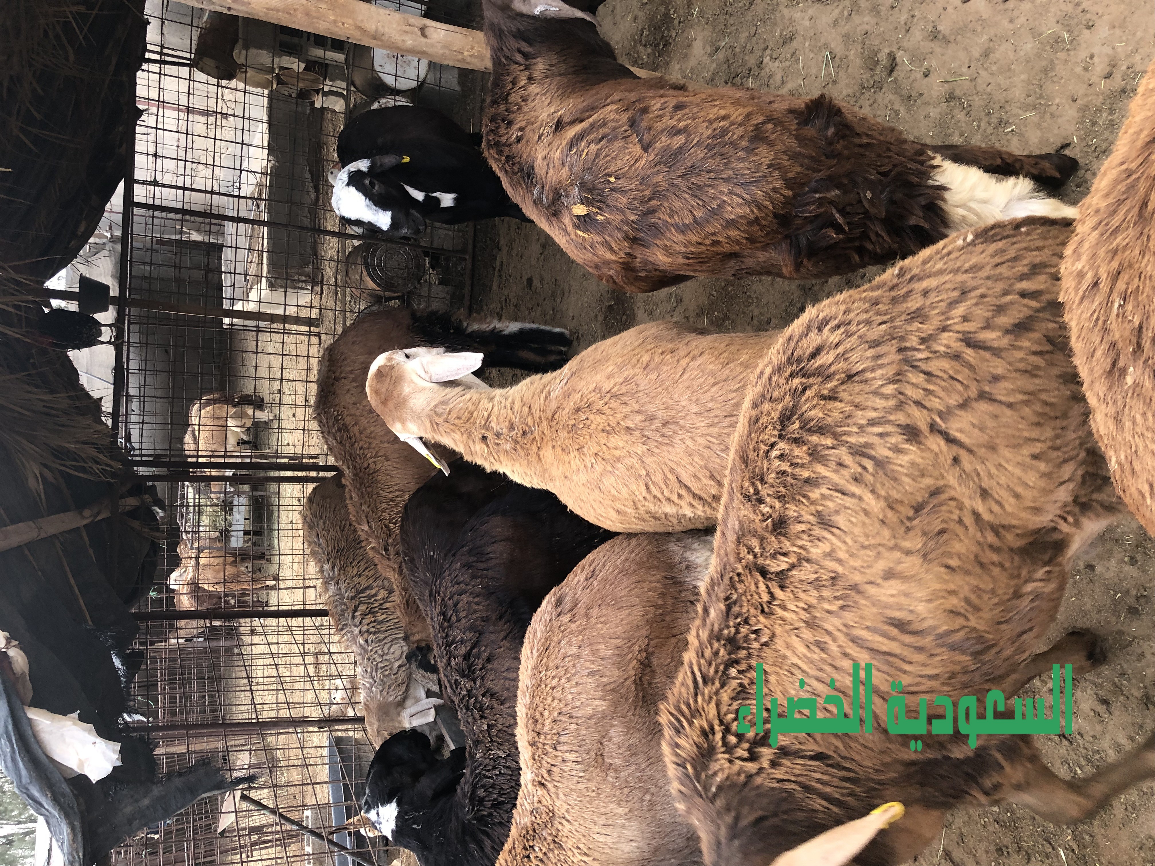 للبيع سواكن مرباه اكثر من ٧ شهور