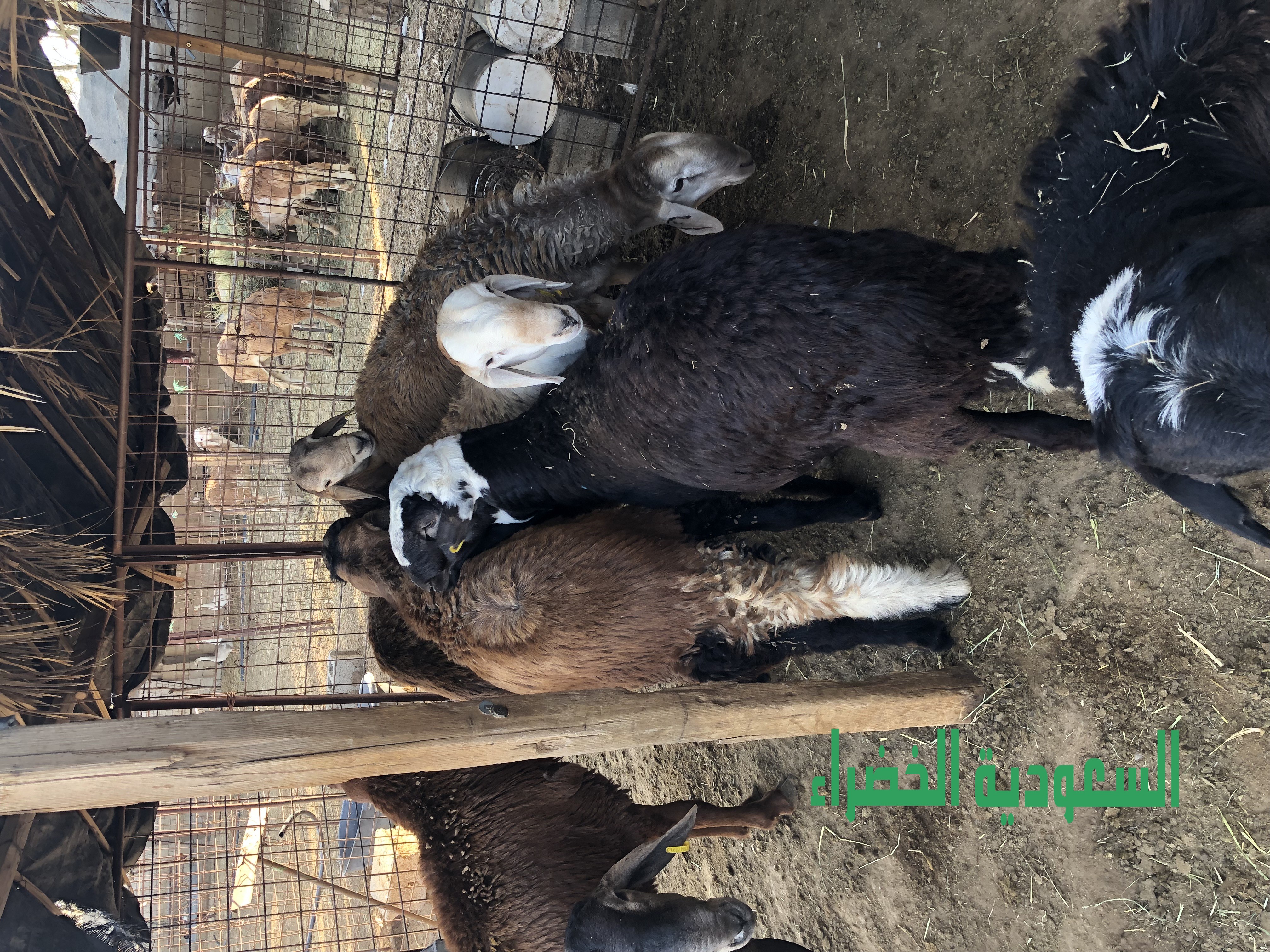 للبيع ذبايح سواكن العمر فوق. ١١ شهر