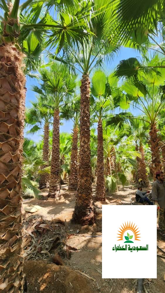 مقاولات  زراعه النخيل  وتركيب الشبوك ٠٥٥٢١٩١٢