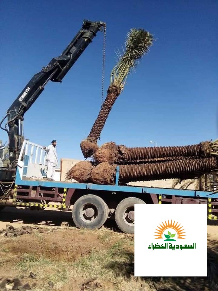 مقاولات  زراعه النخيل  وتركيب الشبوك ٠٥٥٢١٩١٢