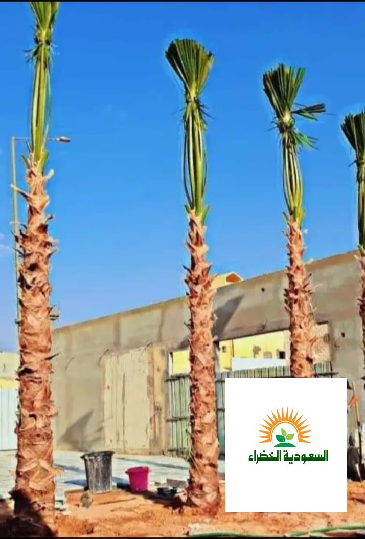 تركيب سياج الشبك وزراعه النخيل ٠٥٥٢١٩١٢٣٥
