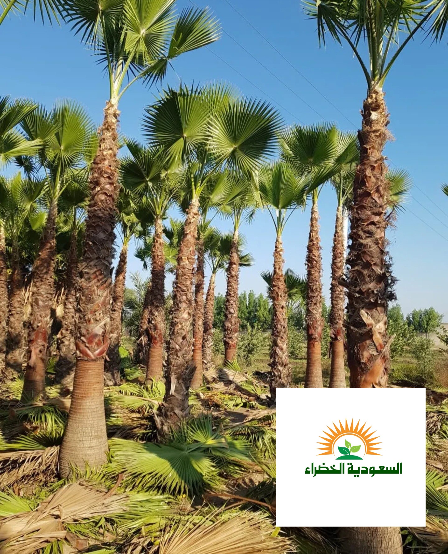 نخيل واشنطونيا